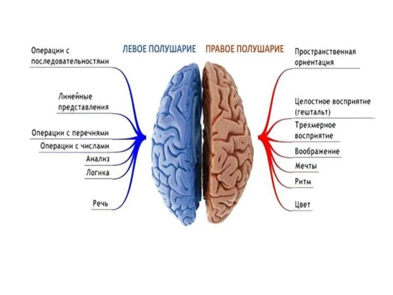 Правое и левое полушарие мозга за что отвечают. За что отвечает левое и правое полушарие головного мозга. За что отвечает левое и правое полушарие головного. Право ЕИ оевое полушария.