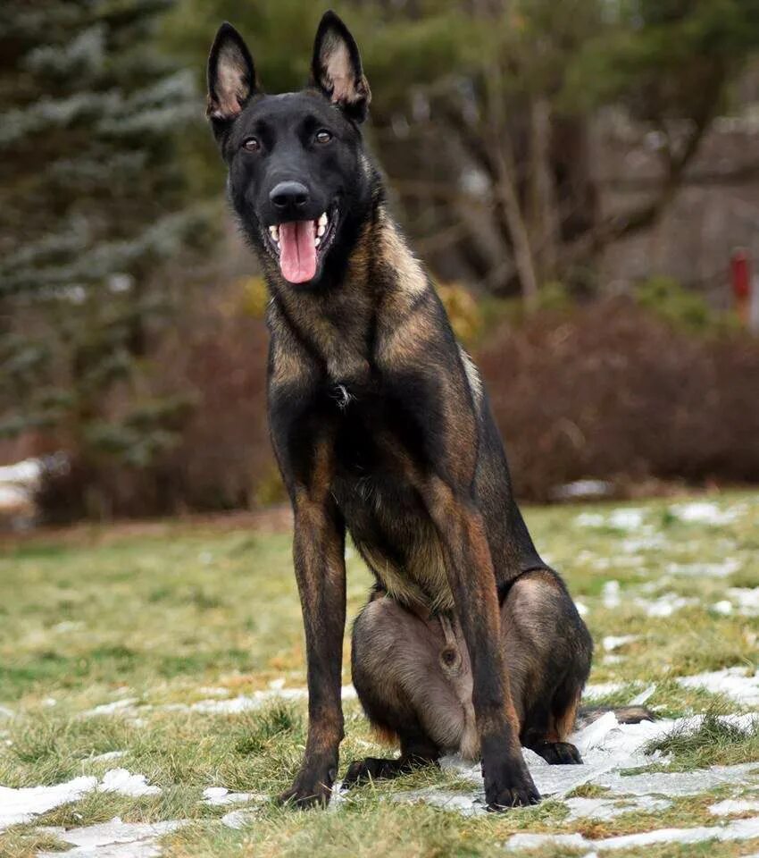 Малинуа. Собака бельгийский малинуа. Малинуа овчарка бельгийская овчарка. Бельгийская овчарка малинуа белая. Бельгийская овчарка малинуа щенки.