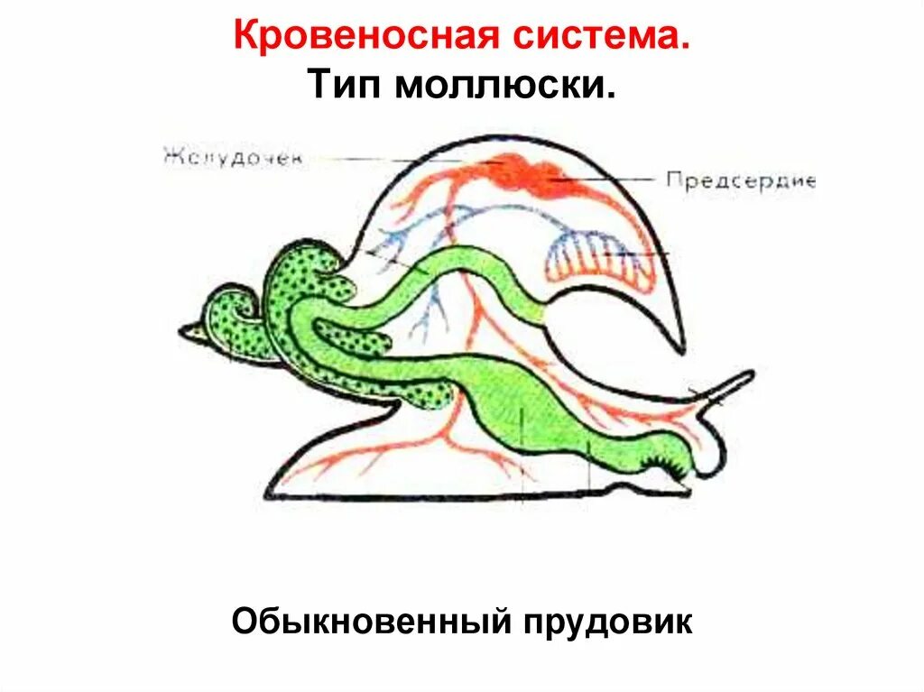 Эволюция кровеносной системы у моллюсков. Кровеносная система моллюсков схема. Тип моллюски кровеносная система. Кровеносная система органов моллюсков таблица.