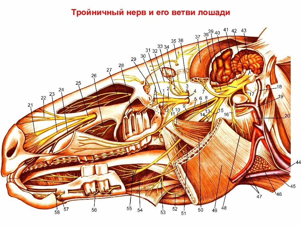 Тройничный черепной нерв. Тройничный нерв лошади анатомия. Тройничный нерв анатомия животных. Тройничный нерв лошади. Черепно мозговые нервы лошади.