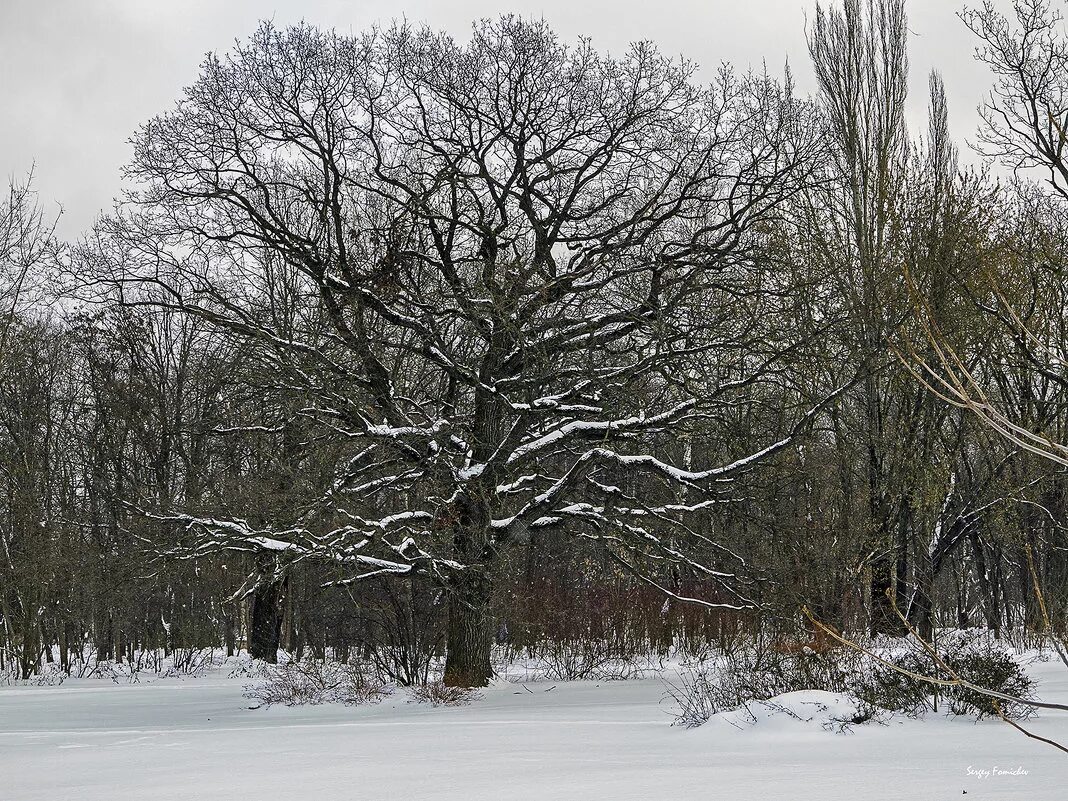 зимние деревья. лиственные деревья зимой. дуб зимой. зимний дуб фото. развесистое дерево.