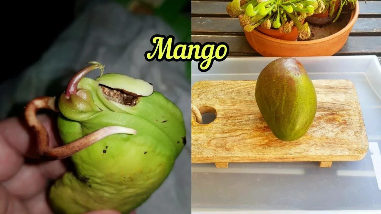 Как садить манго. Прорастить косточку манго. манго из косточки. поюроорвщиваем костлчку манго. вырастить манго из косточки в домашних.