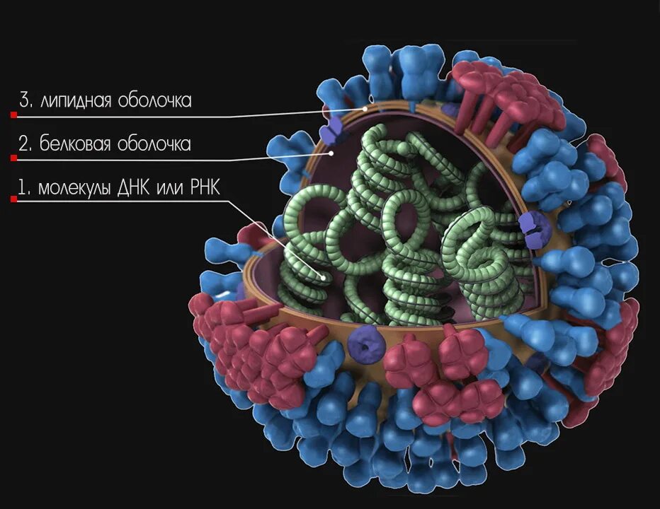 Коронавирус строение вируса. Клеточное строение вирусов. Вирус структура строение. Структура ДНК вирусов.