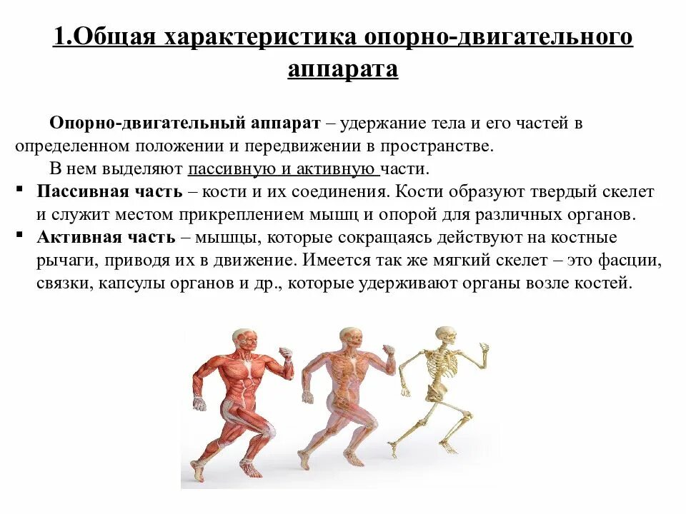 Статистика по опорно двигательному аппарату. Болезни опорно-двигательного аппарата у людей. влияние опорно двигательного аппарата.