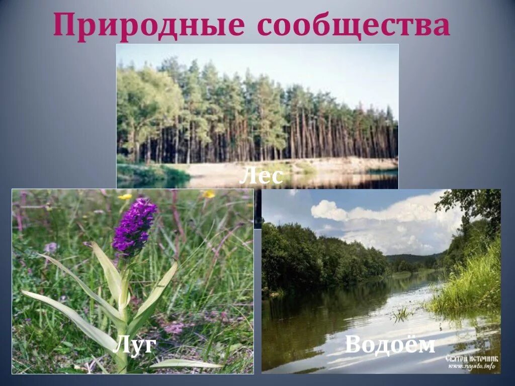 Природные сообщества родного края. Природные сообщества: лес, луг, пруд.. Разнообразие природных сообществ. Природное сообщество Белгородского края. Подготовьте сообщение о природных сообществах родного края