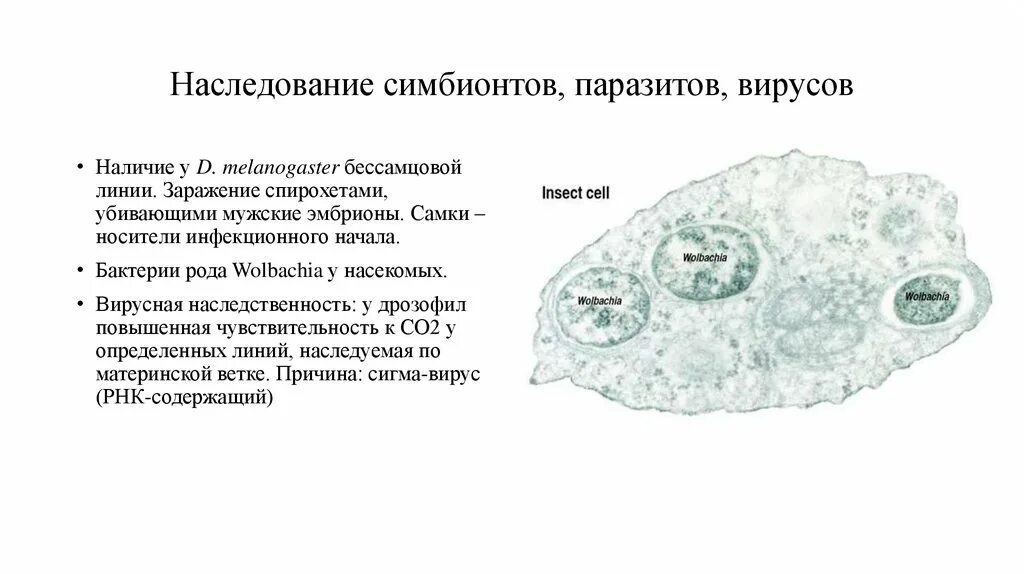 Симбионтом человека является. Вирусы клеточные паразиты. Бактерии симбионты. Внутриклеточные паразиты. Роль симбионтов клетки.