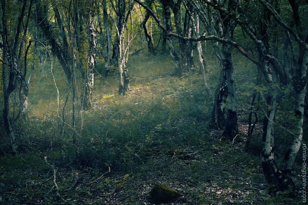 лес в британии. какие тайны в лесу. какие тайны в лесу. тайна зачарованного леса. чёрный лес кировоградская область.