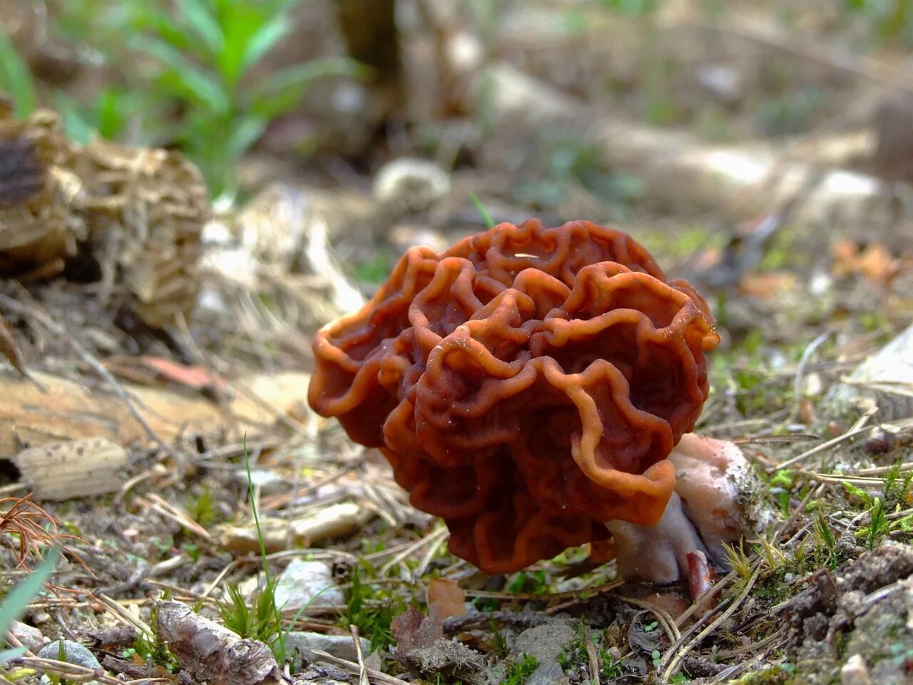 Пошли ли строчки. Строчок осенний (Gyromitra infula). Гриб строчок обыкновенный. Строчок обыкновенный ядовитый гриб. Строчок гриб весенний.