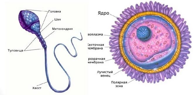 Яйцеклетка строение митохондрии. Строение яйцеклетки и сперматозоида. Строение половых клеток яйцеклетка. Строение яйцеклетки человека анатомия.