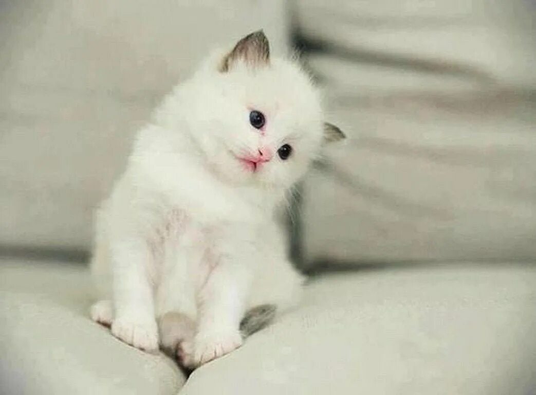 Белый котёнок с голубыми глазами. Сибирская кошка белая короткошерстная. Кошка белая. Маленьких белых кошек. Маленький котенок.