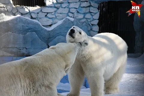 Арзамас медведи