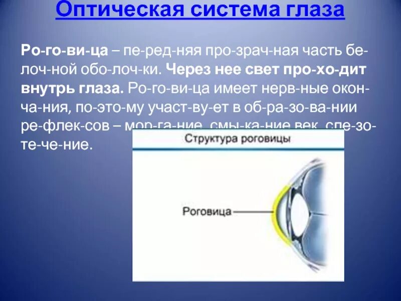 Содержит роговицу
