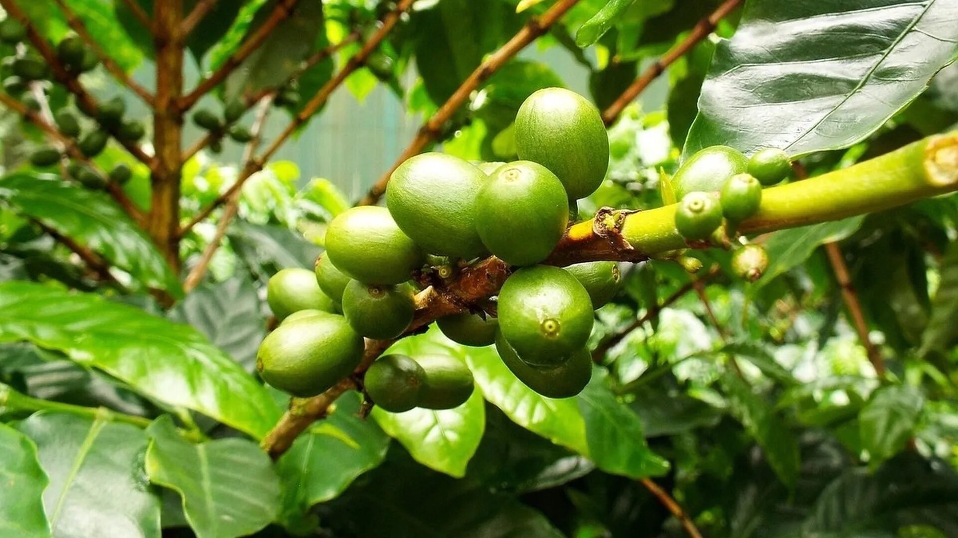 Кофейное дерево (Coffea). Арабика и Робуста дерево. Кофейные деревья Арабика и Робуста. Кофейное дерево Аравийское. Сосед кофейного дерева