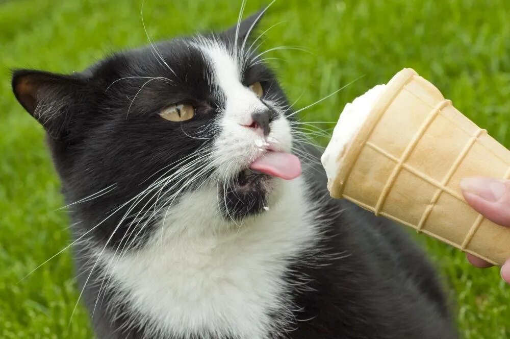 Можно ли кошкам. Кошка мороженое. Коты с мороженым. Кот ест мороженое. Кот с мороженкой.