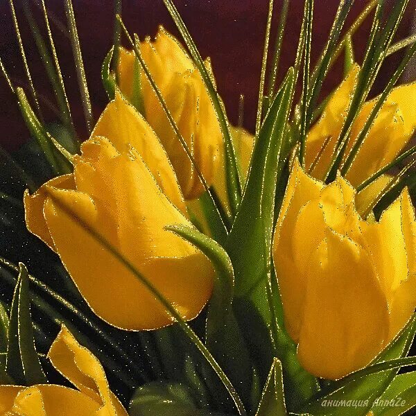 Файл tulip gif был выложен в интернете