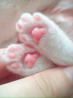 Подушечки лапы кота