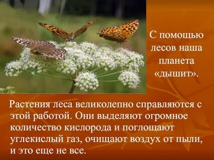 Каким растениям в лесу необходимо меньше света
