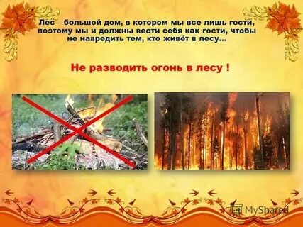 В лесу не ездят