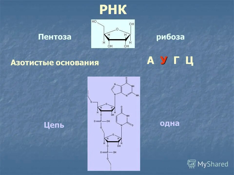 Азотистые основания нуклеиновых кислот