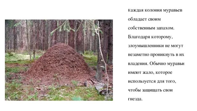 Каждая из которых обладает своими. Каждая из которых обладает своими
