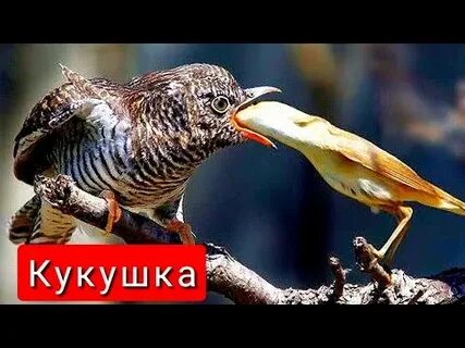 Почему кукушка просит