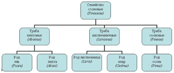 Триба это. Триба (биология). Триба в классификации. Триба в систематике. Кедр Сибирский систематика.