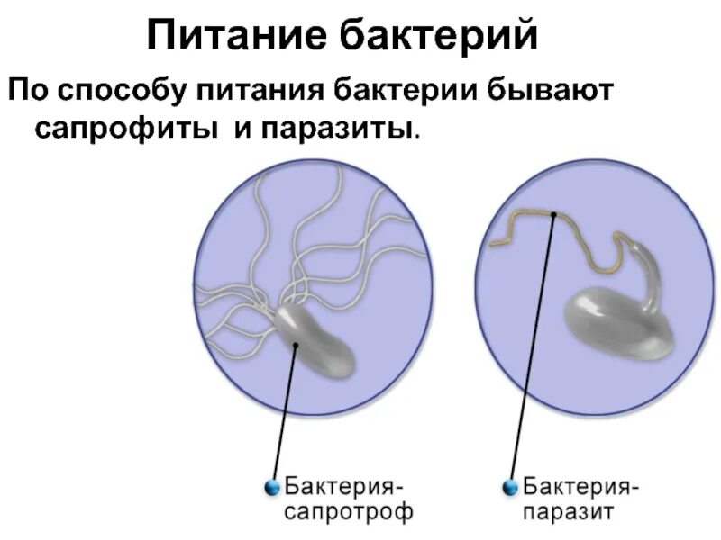 3 являются сапротрофами