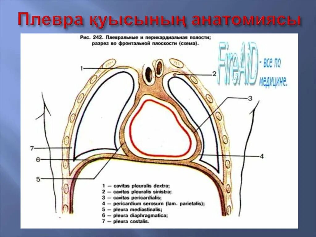 Оболочка легких 6. Плевральные полости, синусы плевры. Купол плевры анатомия. Плевральные синусы схема. Строение плевральной полости.