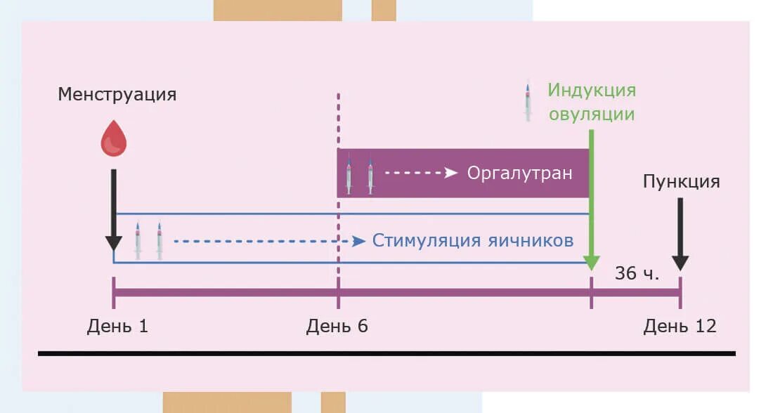 Схема стимуляции овуляции. Протокол стимуляции овуляции короткий. Короткий протокол эко. Короткий протокол эко по дням. Короткий протокол при эко.