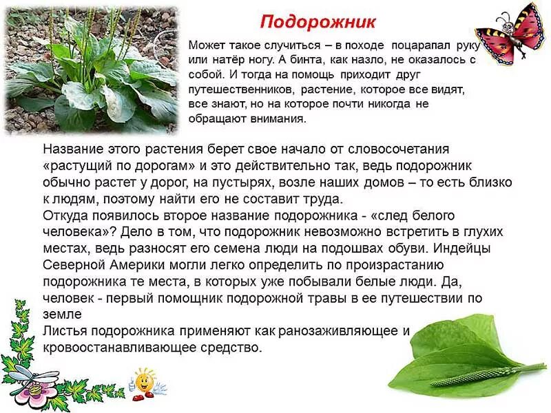 Почему текст называется. Рассказ о подорожнике. почему растение подорожник так называется. почему растение подорожник так названо. текст про подорожник.