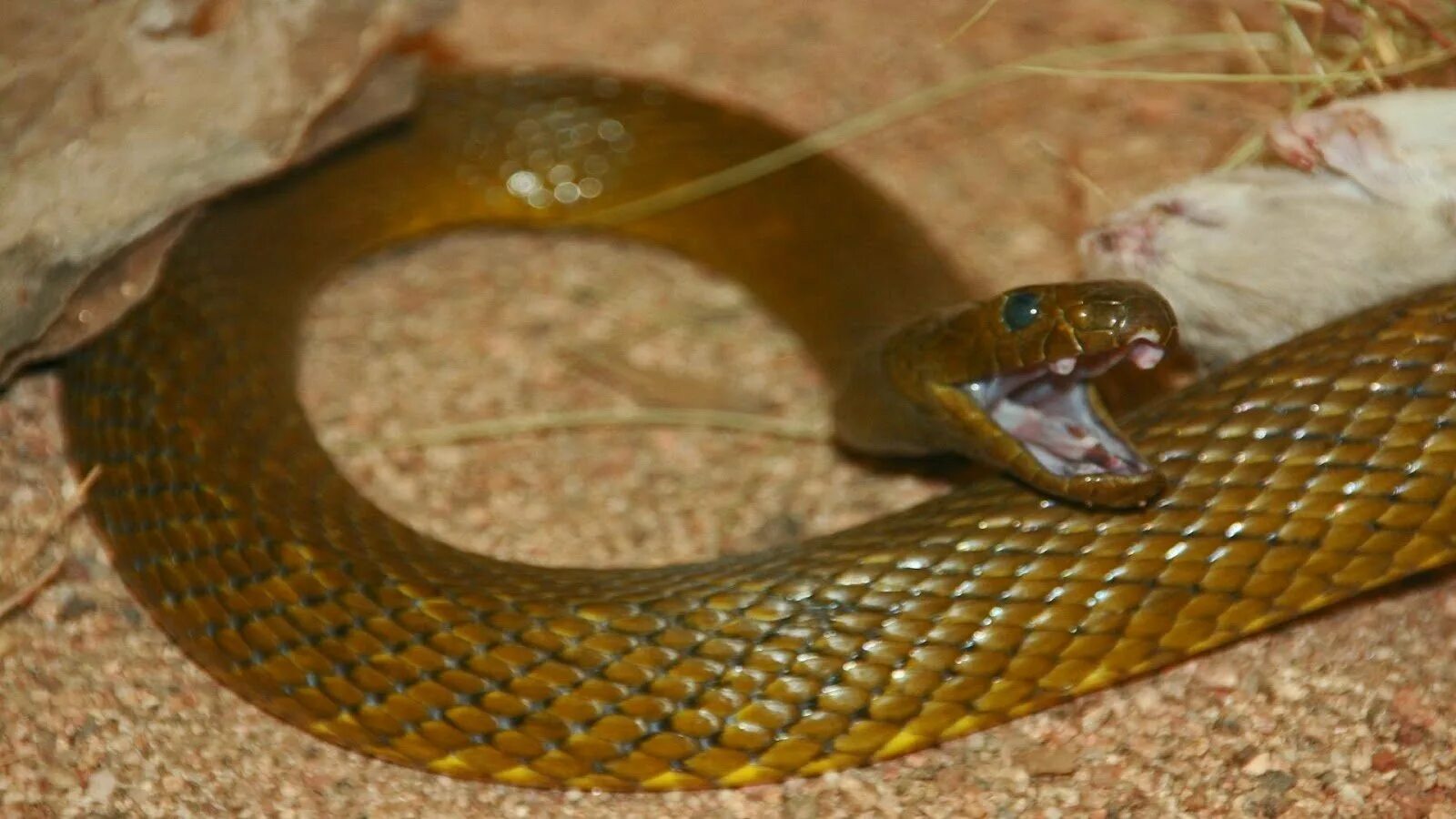Мир про змей. Тайпан Маккоя змея. Ядовитая змея Тайпан. Австралийский Тайпан. Внутриматериковый Тайпан.