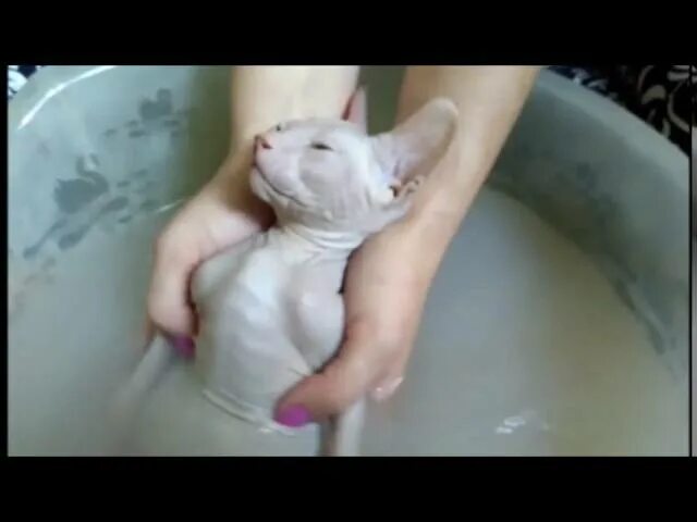 Можно ли мыть сфинкса. Купание сфинкса. сфинкс купается. кот сфинкс купание. лысый кот купается.