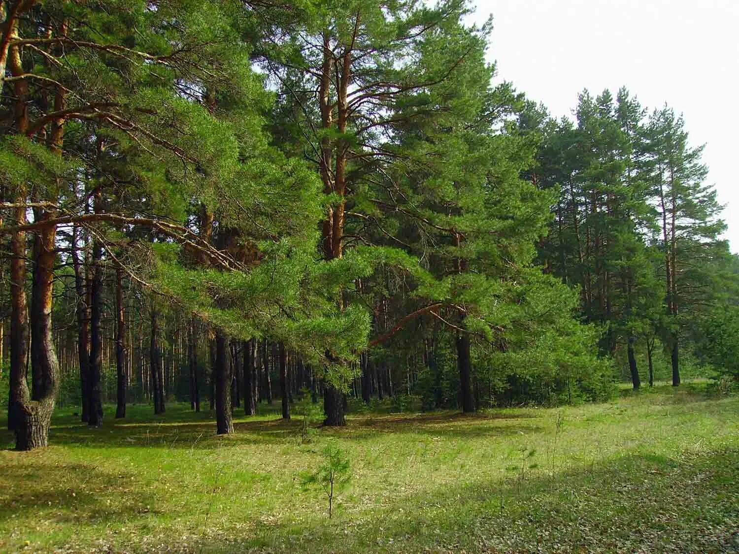 Хвойные ростовской области. Лес Сосновый Бор Марий Эл. Лес Сосновый Бор Канск. Сосновый Бор в Подмосковье лес. Сосновый Бор в Калинке Самарская область.