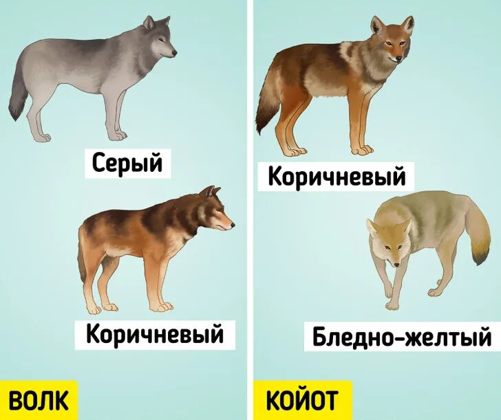 Койот отличие от волка. Хвост волка и собаки отличия. Отличие волка от собаки.