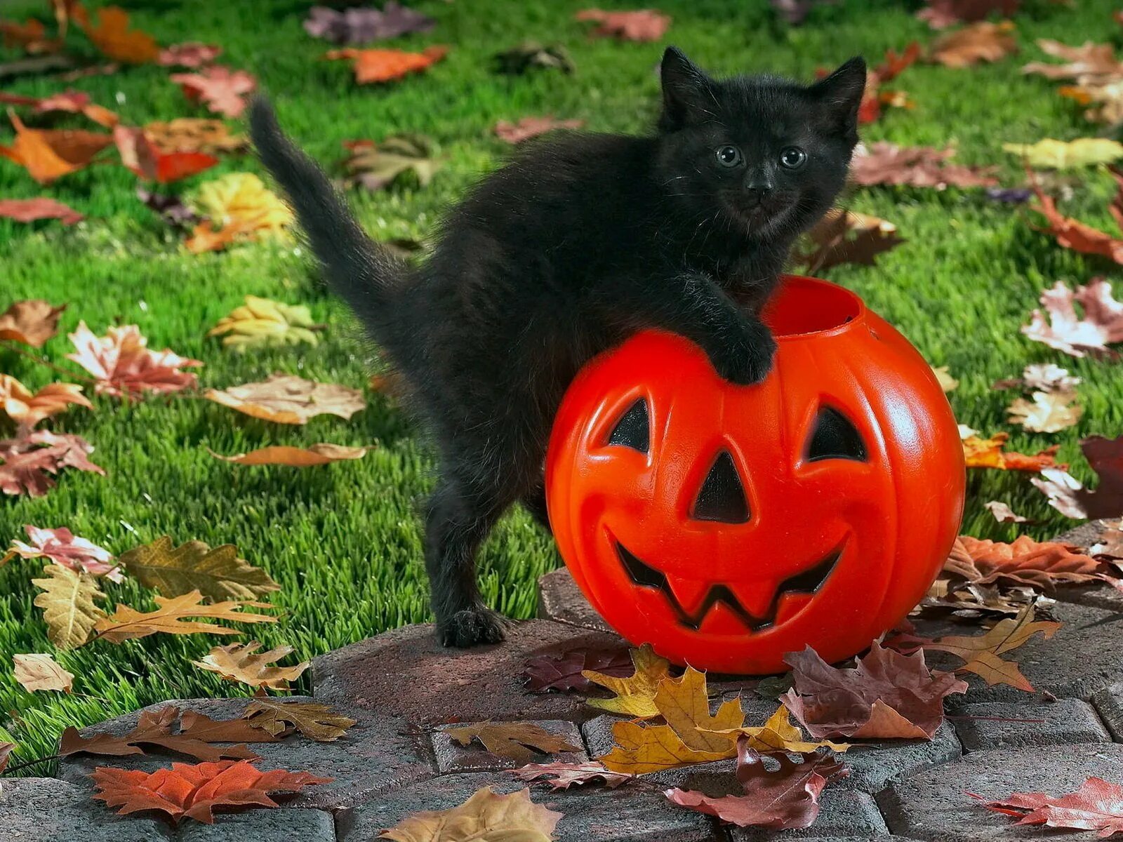 Котенок хэллоуин. Хэллоуин. хэллоуин кошка. кот в тыкве. хэллоуин фото.