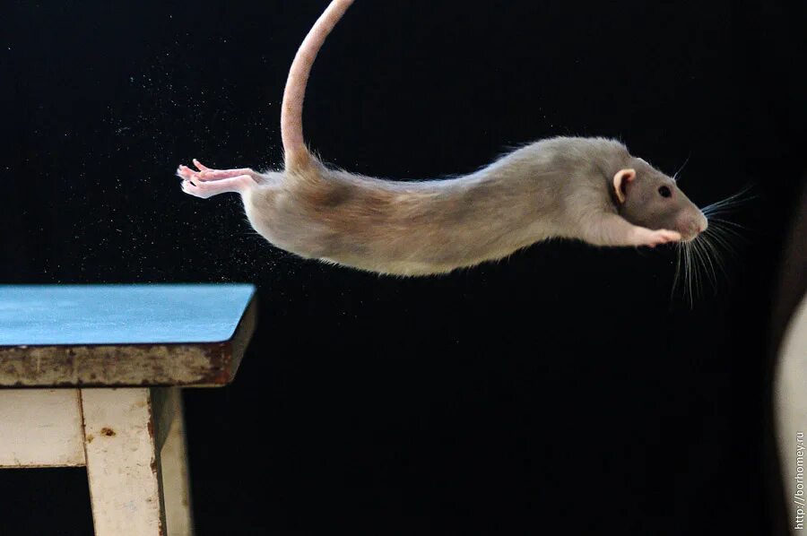 мышонок прыгает. мышь в прыжке. крыса бегает. мышь прыгает. мышка в движении.