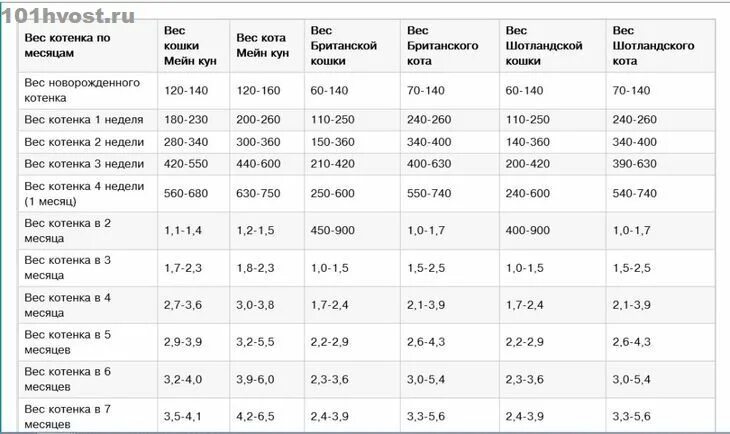 До скольких. Вес котенка в 2 месяца норма таблица. Вес обычного котенка по месяцам таблица. Нормальный вес для котят по месяцам таблица. Вес Мейн куна в 5 месяцев таблица.