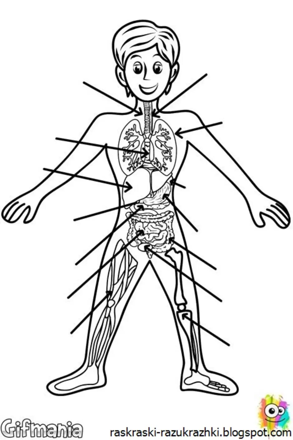 Печатать органы. Строение тела человека. Строение человека для детей. Строение тела для детей. Раскраска тело человека для детей.