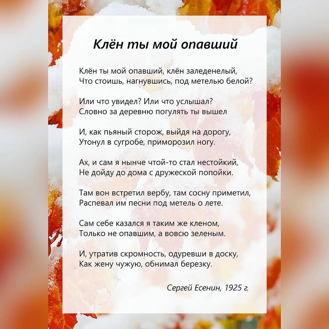 Сергей есенин клён ты мой опавший стих. Клен заиндевелый есенин. Стих есенина клён ты мой. Стихи есенина клен. Письмо онегина к татьяне текст стих.