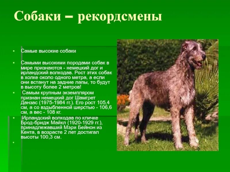 Породы собак с описанием. Породы собак презентация. Доклад про собаку. Окружающий мир собаки.