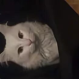 Найденные коты в твери