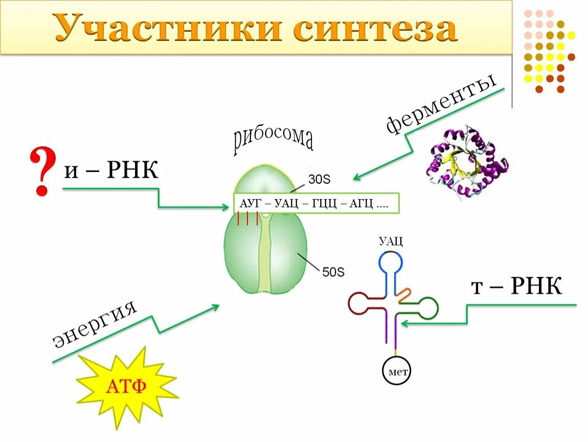 В синтезе белка принимают участие. Биосинтез белка 9 класс. Этапы биосинтеза белка схема. Участники процесса синтеза белка.