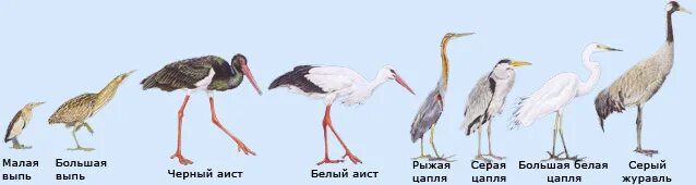 Чем журавль отличается. Аист цапля и журавль отличия. Аист журавль цапля разница. Как отличить аиста от Цапли. Журавль Аист цапля отличить.