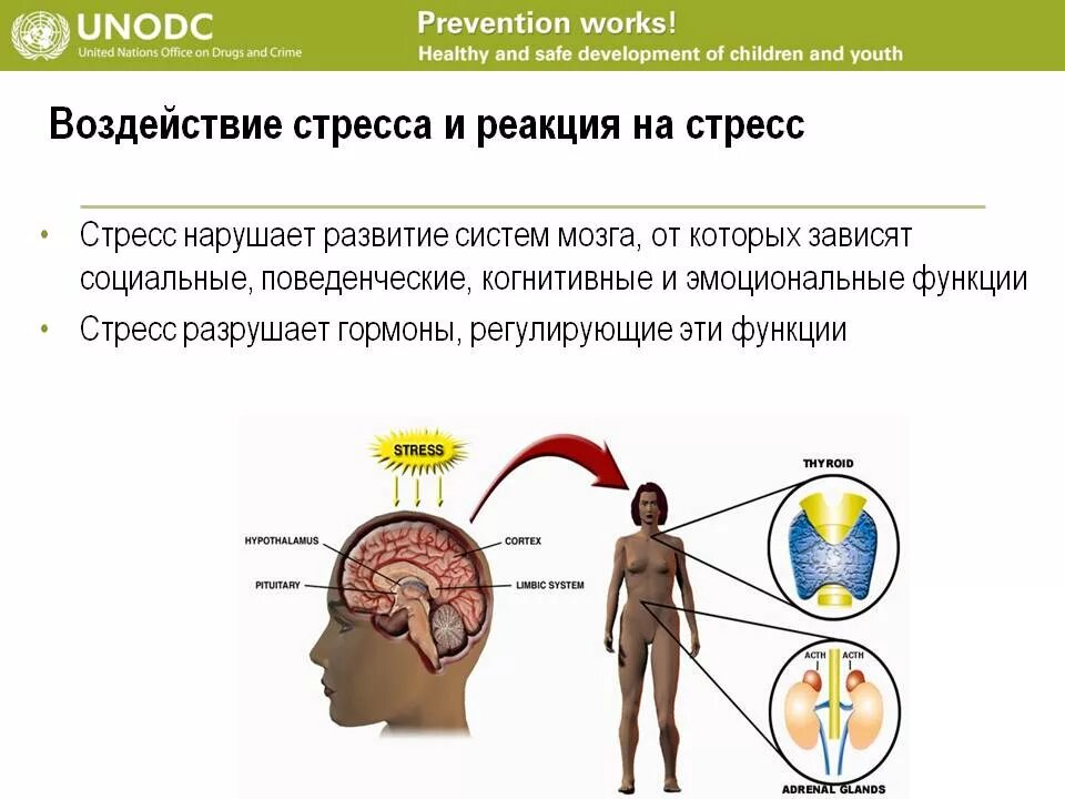 Стрессы головной мозг