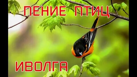 Иволга телефон