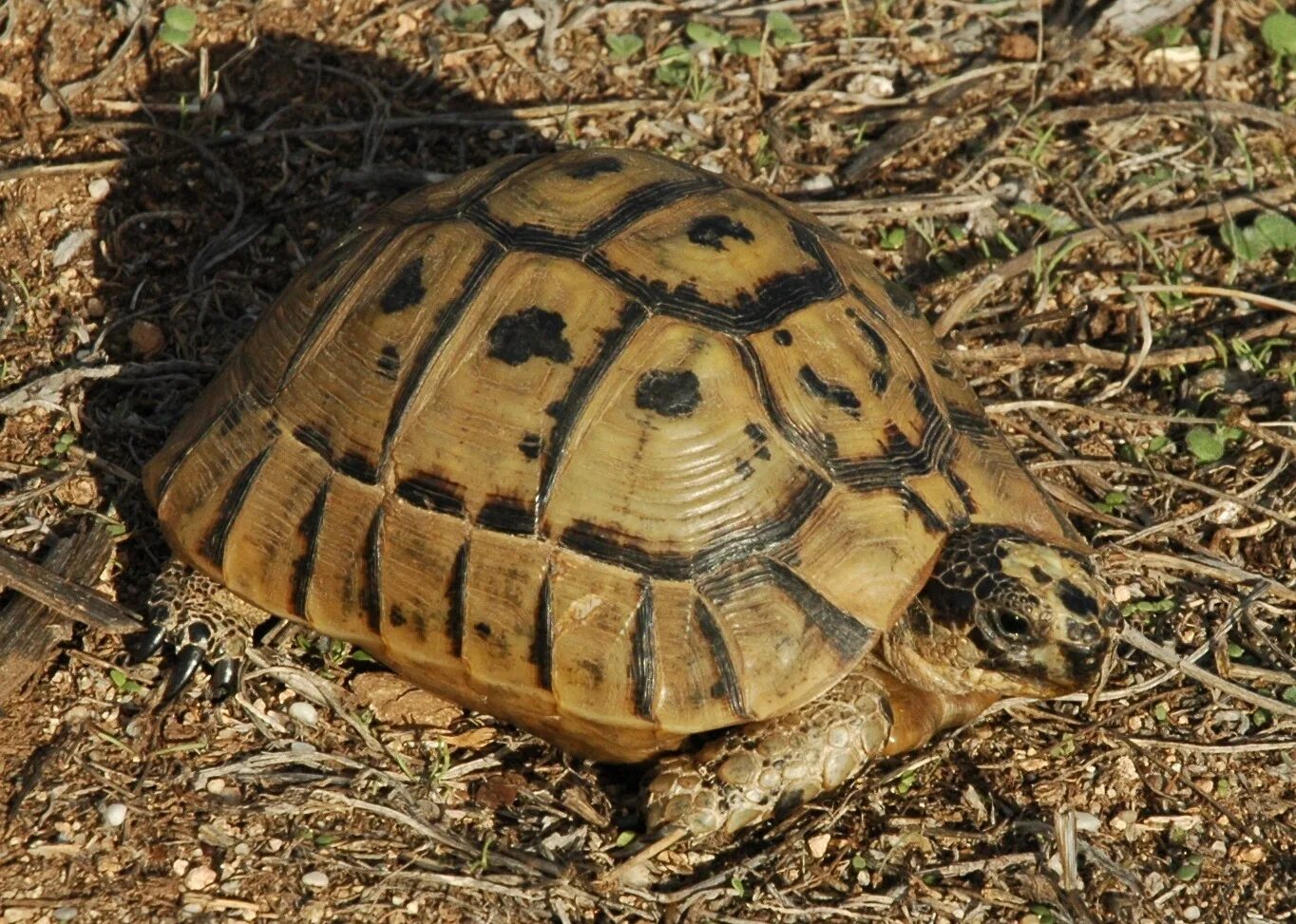 Средиземноморская черепаха описание. Testudo Graeca Nabeulensis. Килеватая мускусная черепаха. Тунисская черепаха. Средиземноморская черепаха Палласа.