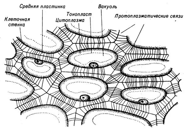 Оболочка растительной клетки под микроскопом biocanvas Microscopic photography, Micro photography, Patterns in nature