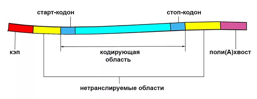 Структура МРНК эукариот. Строение МРНК эукариот. Матричная РНК строение. Структура матричной РНК эукариот.