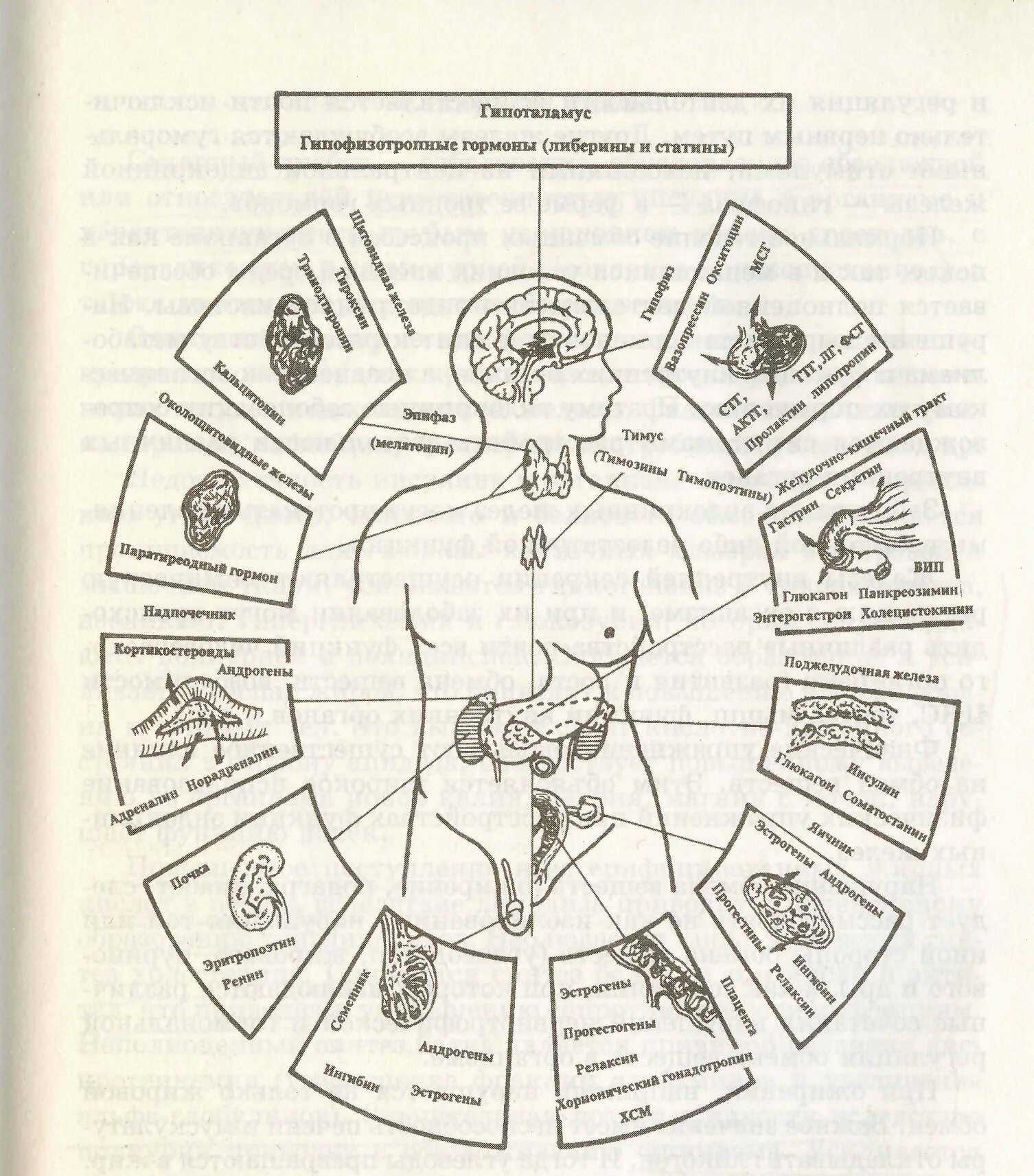Гормоны человека схема. Гормональная схема человека. Эндокринные системы и их гормоны схема. Железы внутренней секреции и вырабатываемые ими гормоны. Эндокринная система человека гормоны