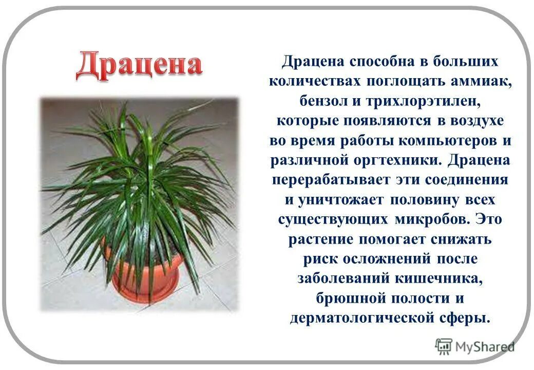 самый полезный цветок для квартиры. ядовита ли драцена для кошек. драцена ядовита для кошек. драцена ядовита для кошек. хлорофитум и драцена.